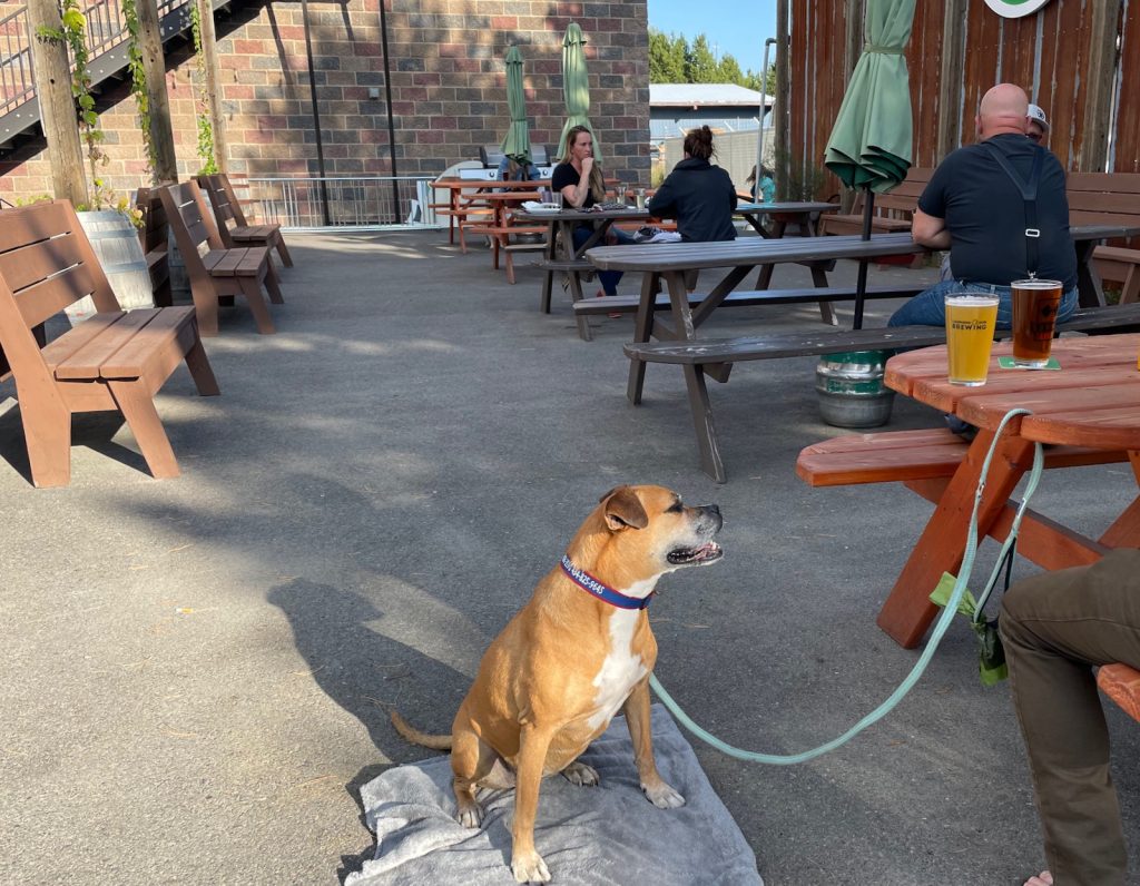 Bugsy and beers on the patio at Laughing Dog Brewing