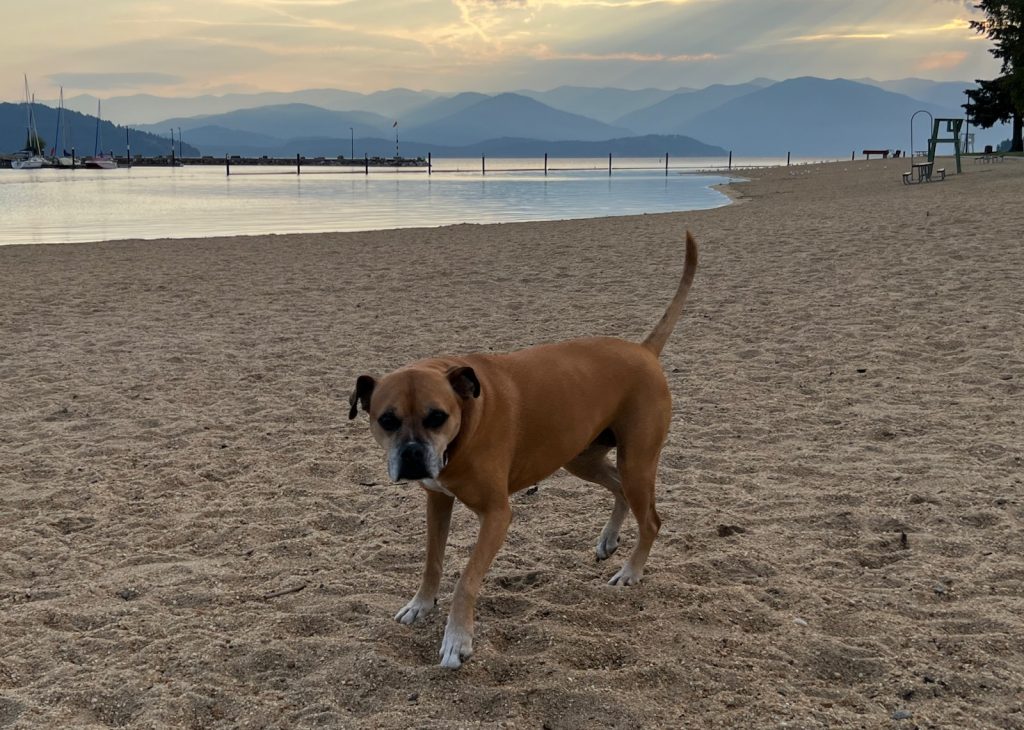 Bugsy on the beach at City Beach