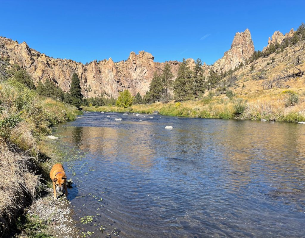 Bugsy by the river in Smith Rock State Park