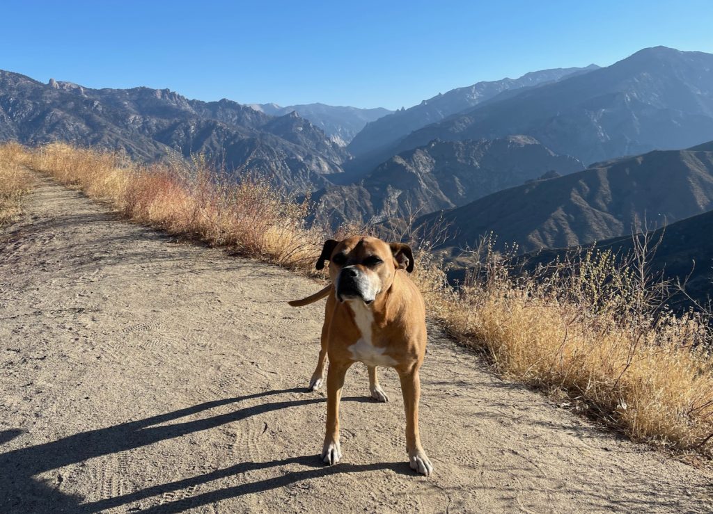 Bugsy at an overlook along Kings Canyon Scenic Highway