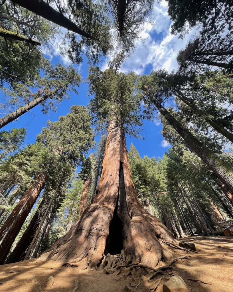 giant sequoias in Lost Grove