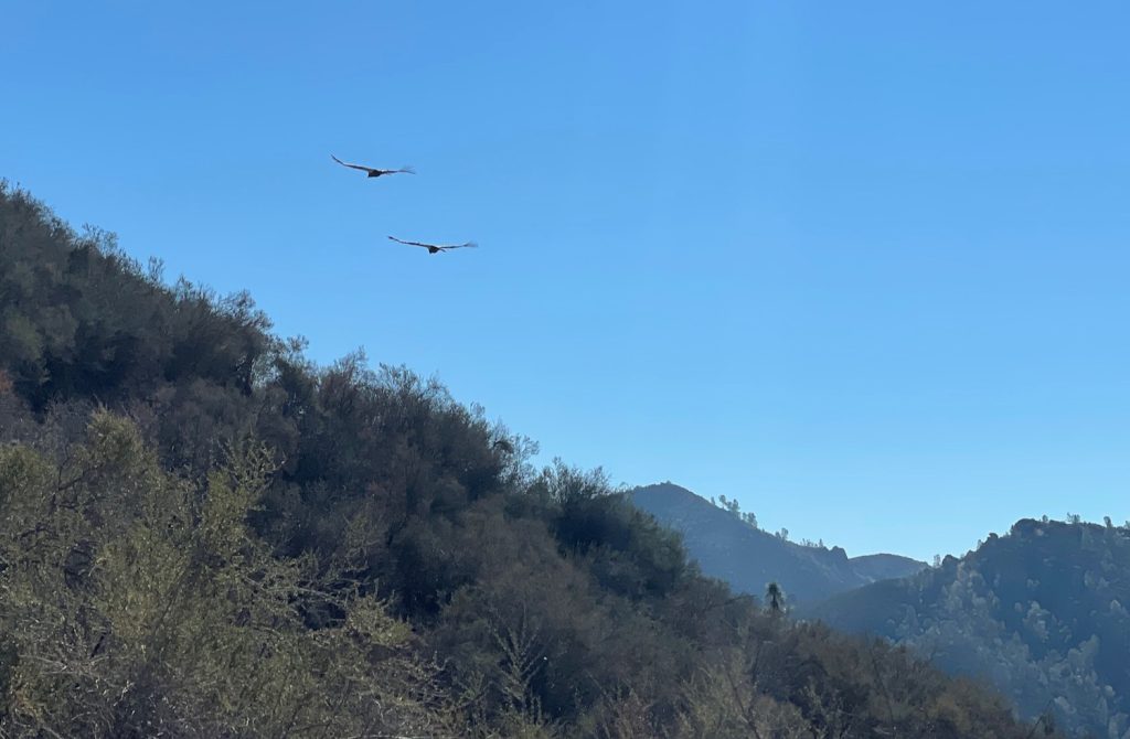 california condors in Pinnacles