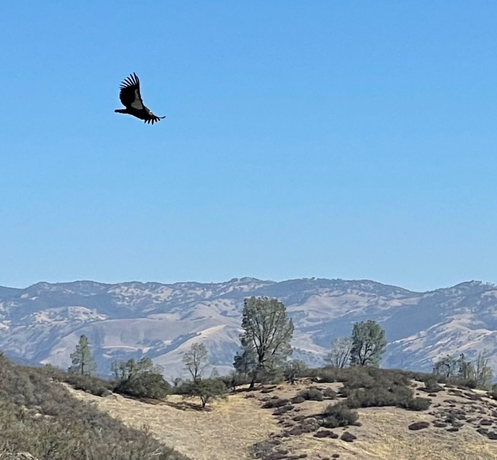 California condor over Pinnacles