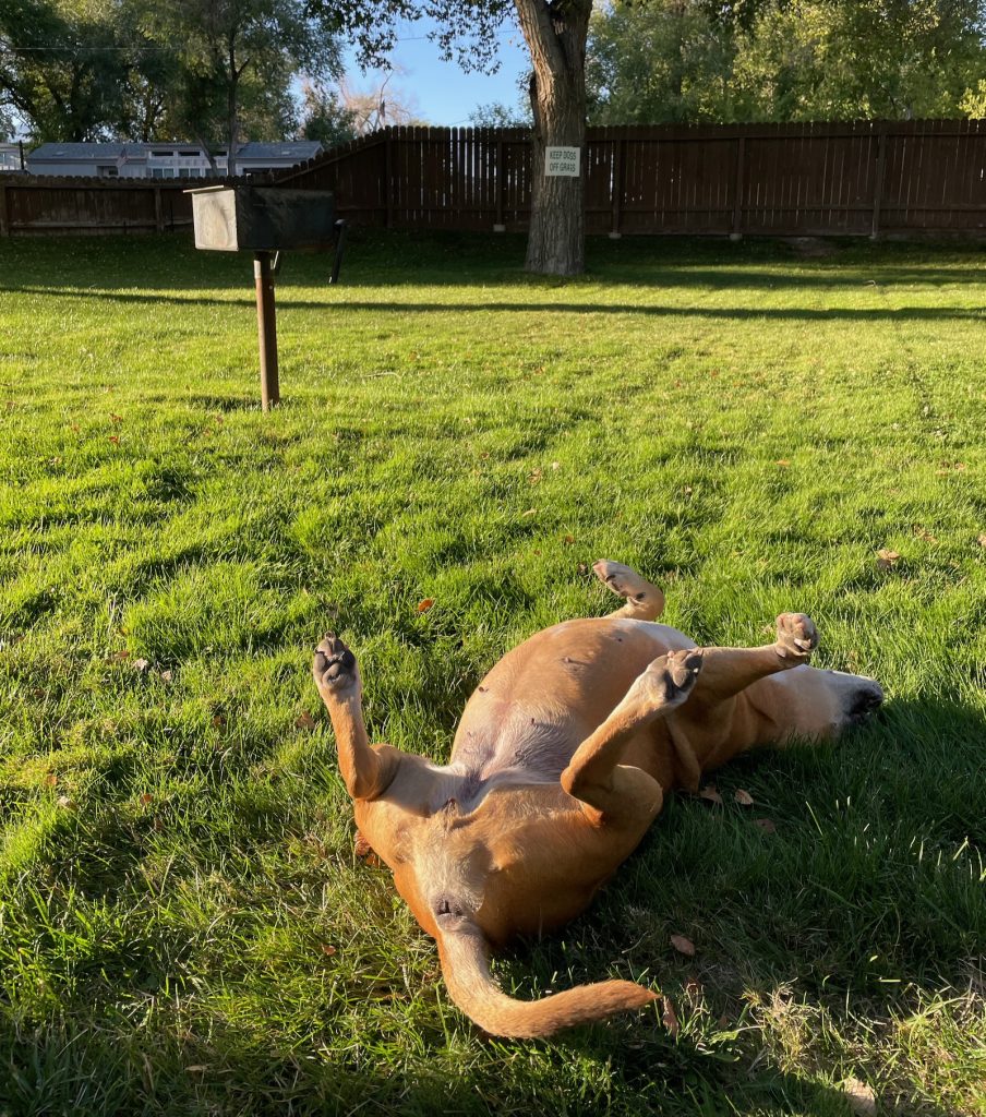 Bugsy enjoying the grass at River West RV