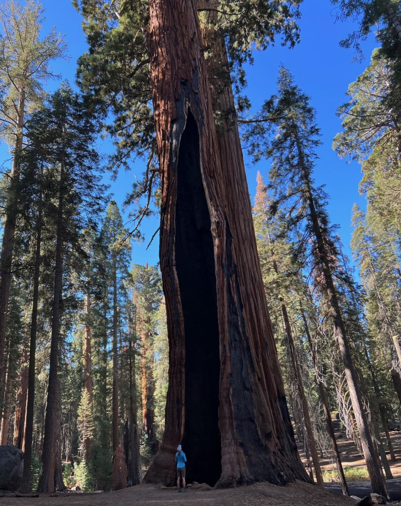 looking up a giant sequoia