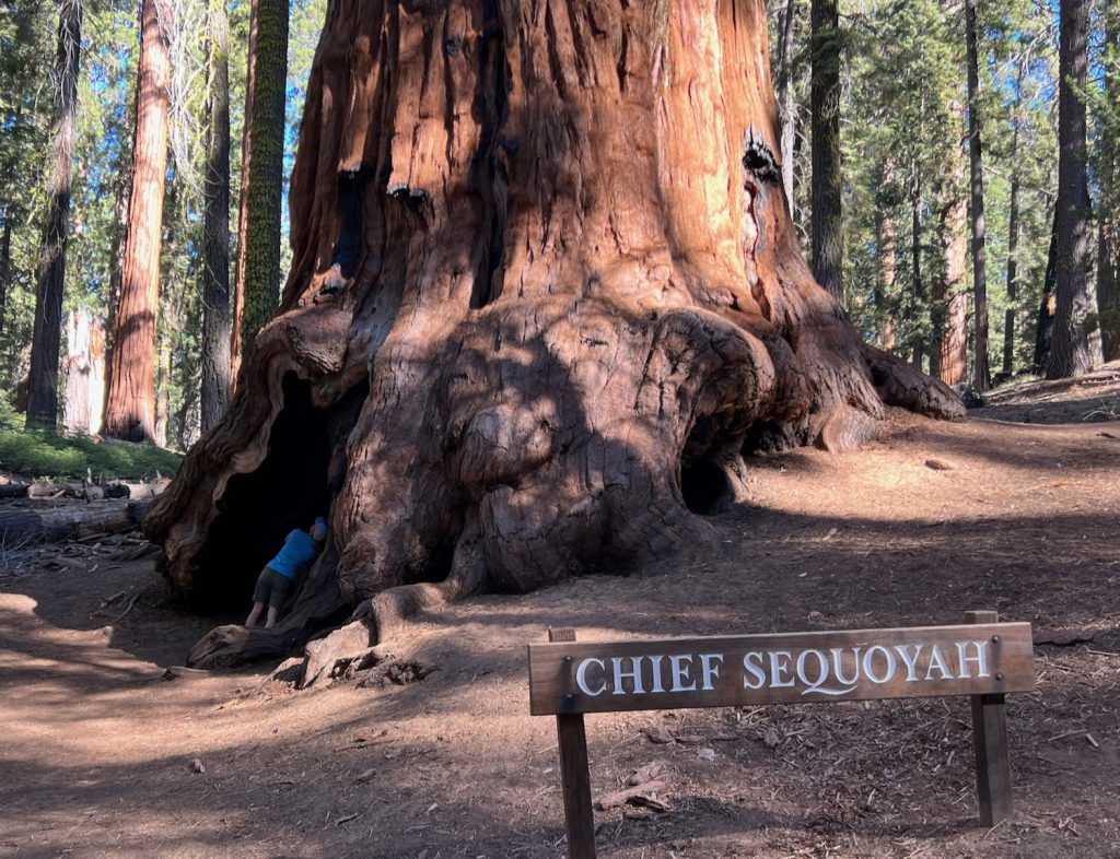 Chief Sequoyah tree