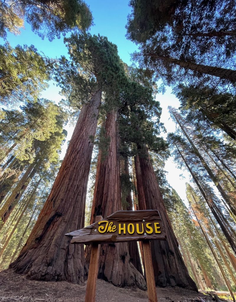The House group of sequoias