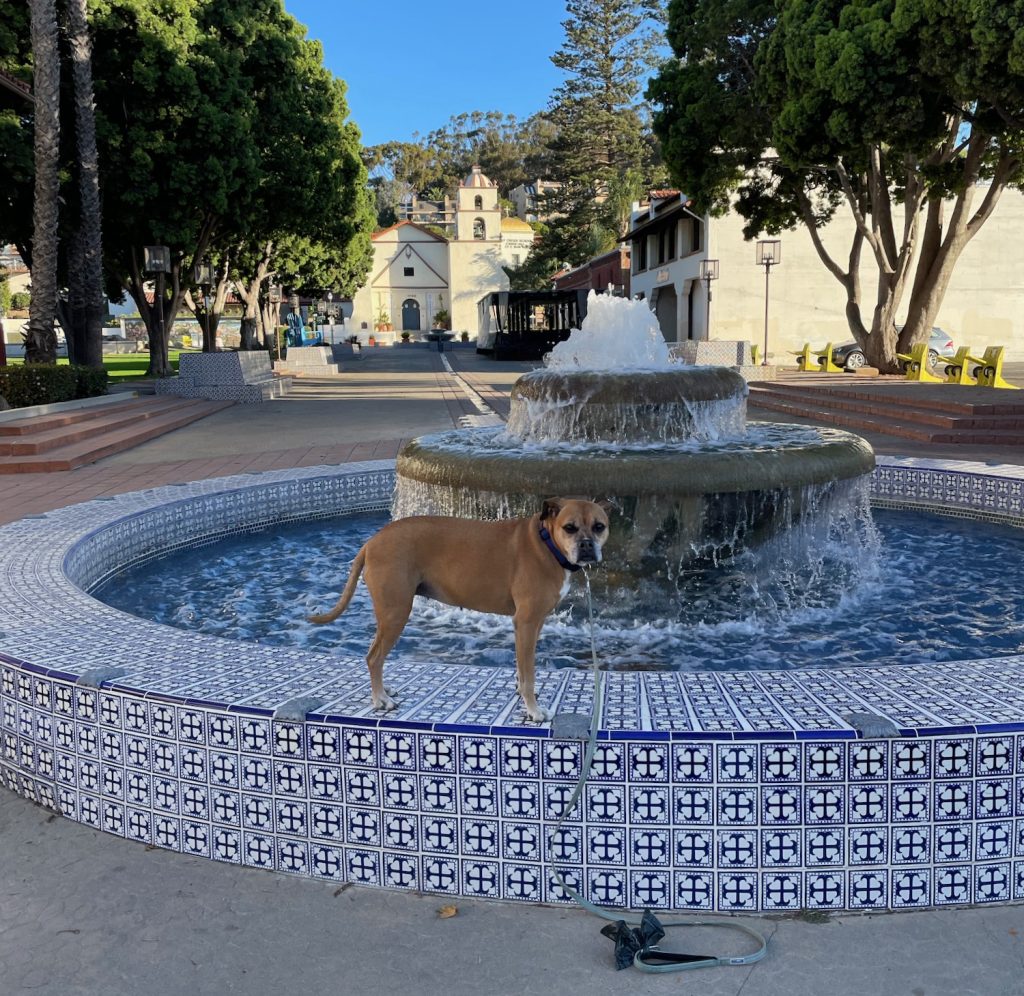 Bugsy on the fountain in front of the mission
