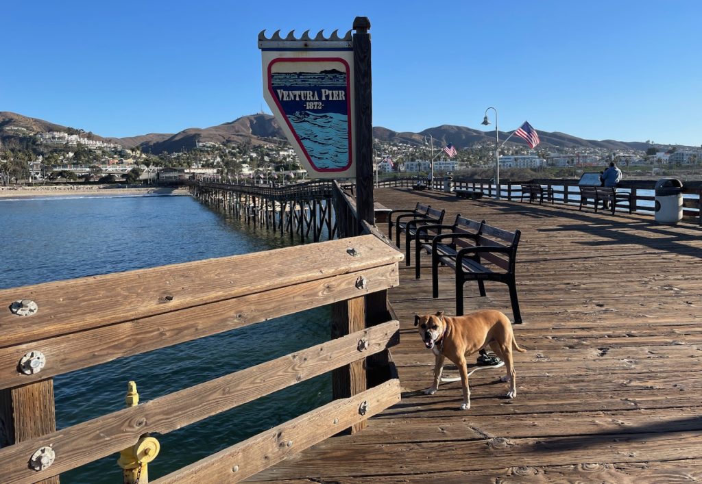 Bugsy on Ventura Pier