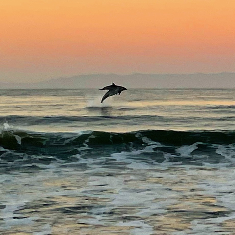 sunrise dolphins
