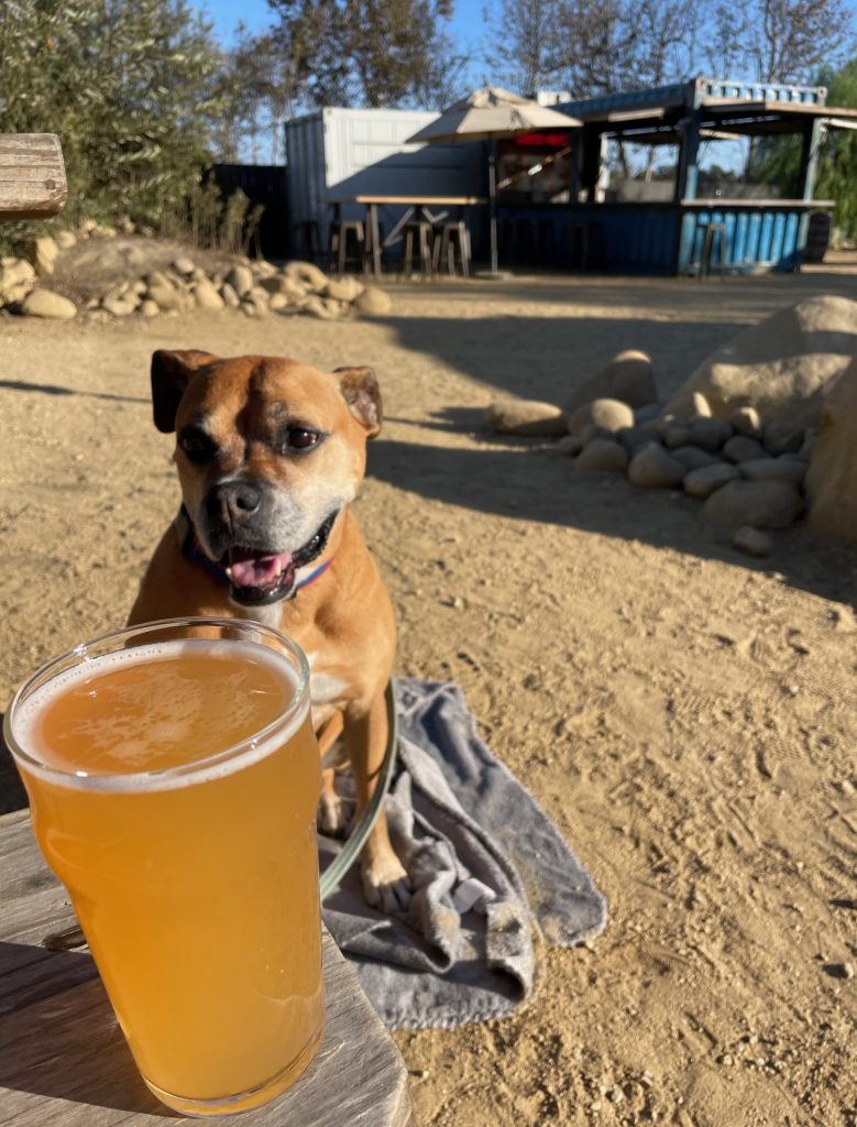 Bugsy and a beer in the beergarden at Topo Topo