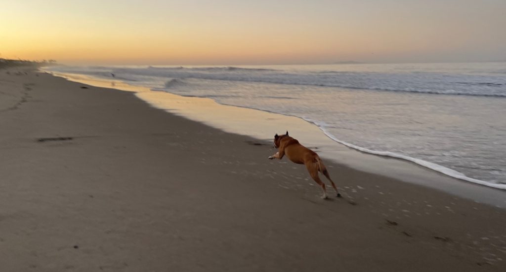 Bugsy on the beach at sunrise