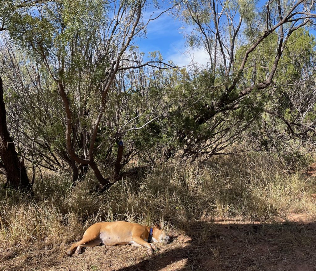 Bugsy sleeping by our campsite in Palo Duro