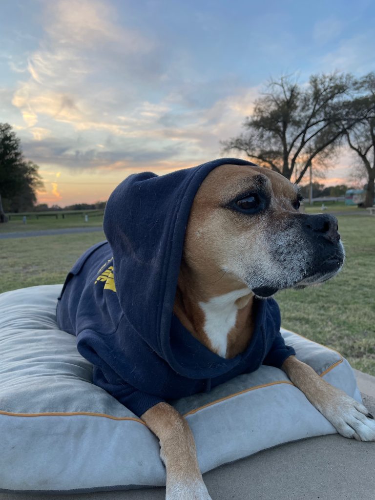 Bugsy on the picnic table