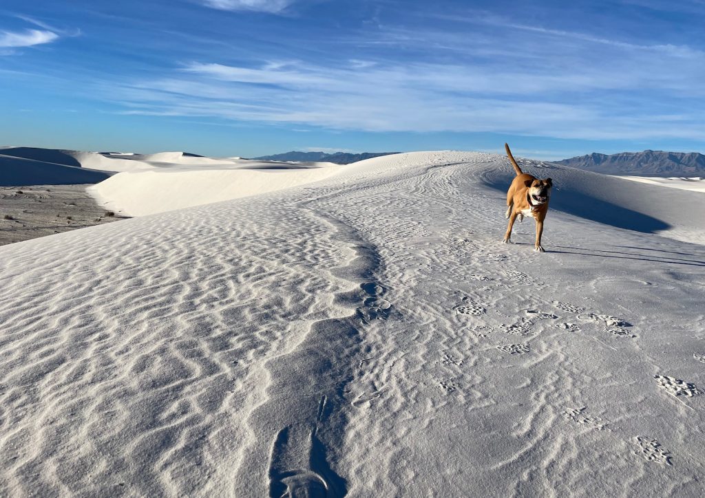 Bugsy in White Sands National Park