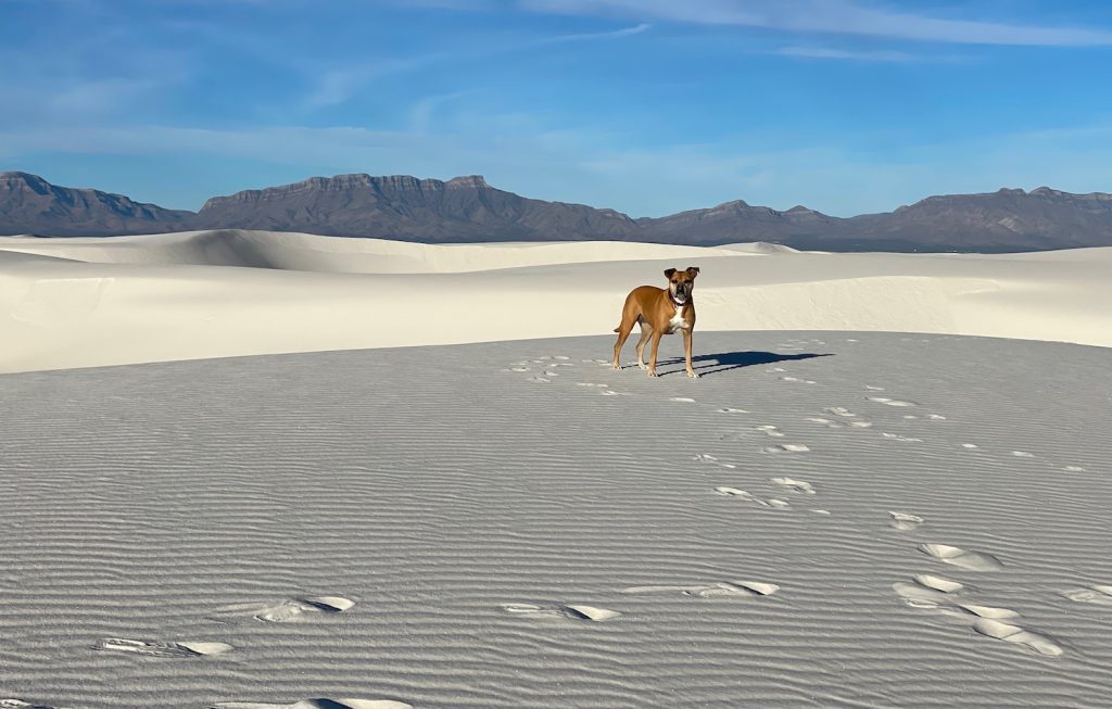 Bugsy in White Sands National Park