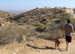 hiking with dog in big bend grapevine hills road