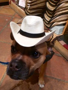 dog with cowboy hat