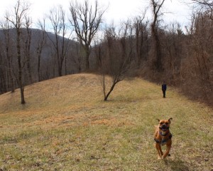 dog hiking near asheville