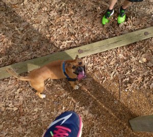 dog on fitness trail