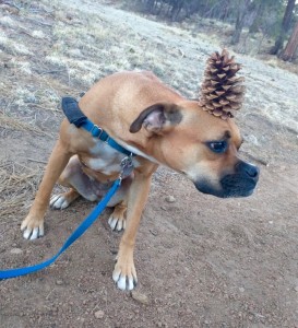 dog with pinecone on head
