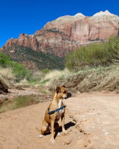 bugsy at zion national park