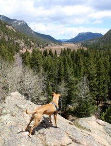 rocky mountain national park dog hike