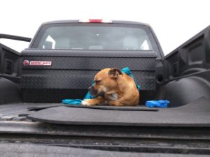 montrose ute trail sleeping dog
