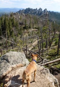 harney peak hiking dog