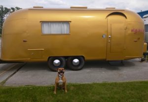 dog by gold antique airstream