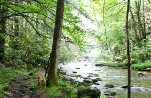 laurel falls hike dog by river