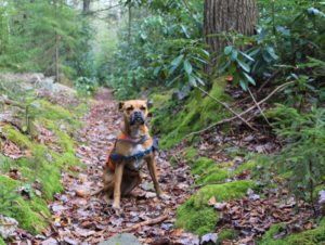 dog hiking with rhododendrons in canaan mountain backcountry