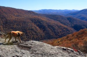 dog on table rock canaan mountain backcountry