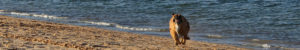 dog running on lone rock beach