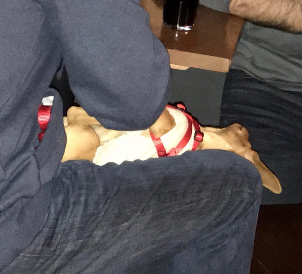 sleeping puppy
