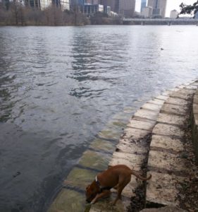 dog drinking from town lake austin
