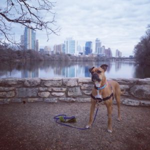dog and austin skyline