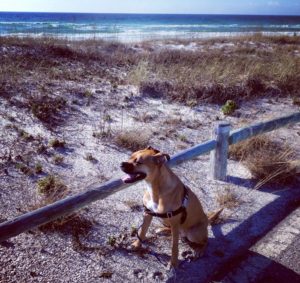 dog near beach in destin