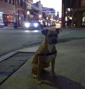 dog in downtown mobile