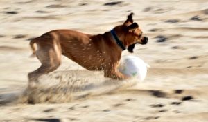 bugsy playing beach soccer