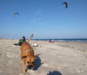 dog at wrightsville beach