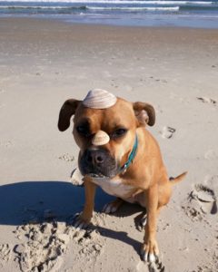 dog wearing shells