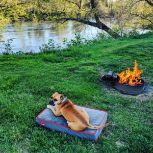 dog, campfire, river