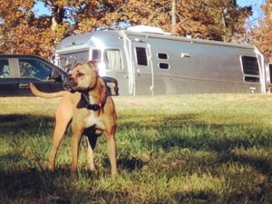 bugsy and the airstream