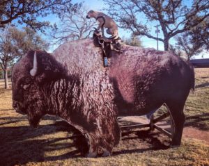 Bugsy on a buffalo in Abilene