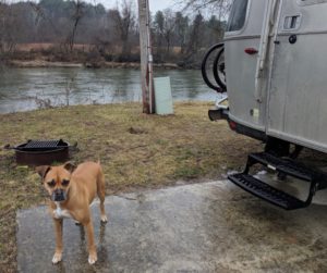 dog and her airstream wilson's riverfront RV park asheville