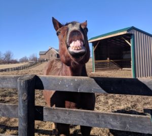 horse smiling at old friends lexington ky