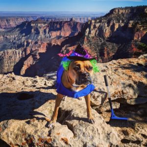 Halloween dog at the Grand Canyon