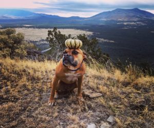 Bugsy with a gourd on her head