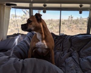 Bugsy in the Airstream at Ryan Campground in Joshua Tree